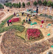 荒坡披绿装 打造百果园