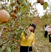 孟津区小浪底镇：金沙梨硕果累累盈满枝