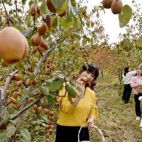 孟津区小浪底镇：金沙梨硕果累累盈满枝