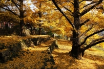 11.25-27桂林（漠川）银杏+八角寨 AA约伴