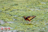 罕见！孟津黄河湿地再次迎来“东方宝石”彩鹮