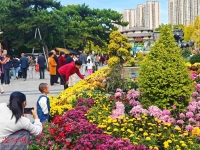 洛城秋菊有佳色 重阳节里情意浓