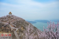 黄河岸边桃花艳【组图】