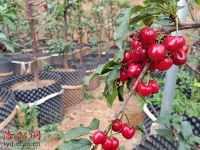 “千年樱红”发新枝！洛阳新安盆栽樱桃受捧